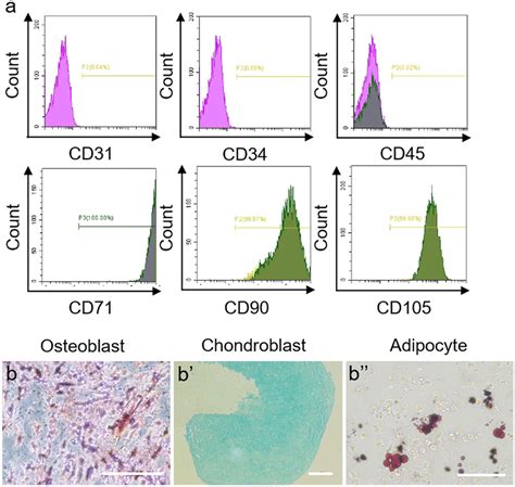 Identification And Characteristics Of Huc Mscs A Representative Download Scientific Diagram