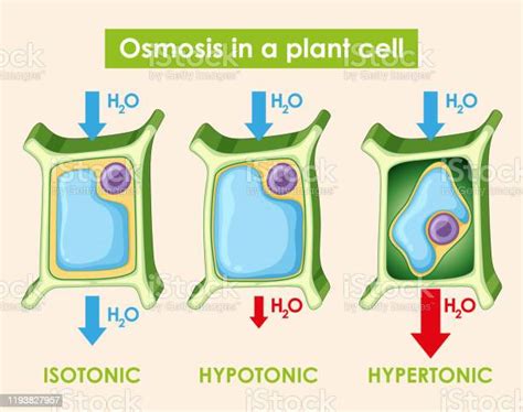 Diagram Showing Osmosis In Plant Cell Stock Illustration Download Image Now Hypotonic