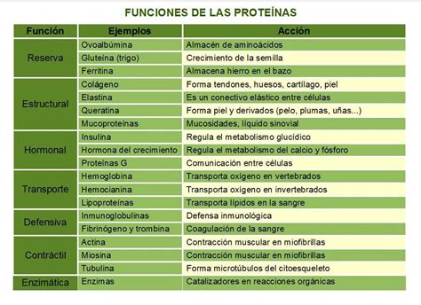 Escriba El Nombre De Cinco Prote Nas Y Su Funci N Brainly Lat