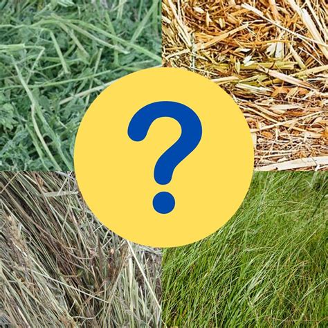 What Are The Different Types Of Hay Crops? | PFEH
