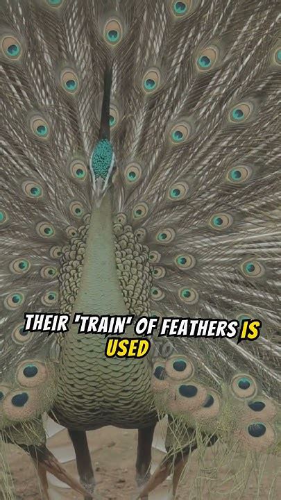 10 Facts About Peacock Viralvideo Facts Wildlife Viral Shortsfeed