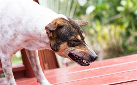 Вольерный кашель у собак: причины, симптомы и лечение | Все о собаках