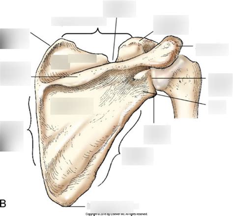 Dorsal Aspect Of Scapula Diagram Quizlet