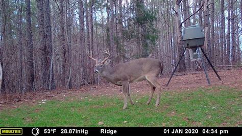 How To Age A Whitetail Deer On Sight Moultrie Feeders