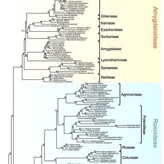 A Summary Of Rosaceae Phylogeny And Rosaceae Fruit Morphologies On The