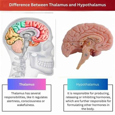 Thalamus Vs Hypothalamus Unterschied Und Vergleich