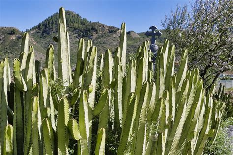 Cacti Landscape Arid Free Photo On Pixabay Pixabay