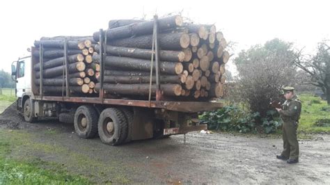 Carabineros Detuvo Banda Dedicada Al Robo De Madera En Collipulli