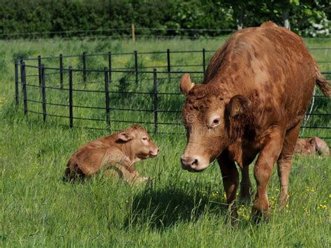 Cow and Calf stock image. Image of meat, mammal, farm - 138764045