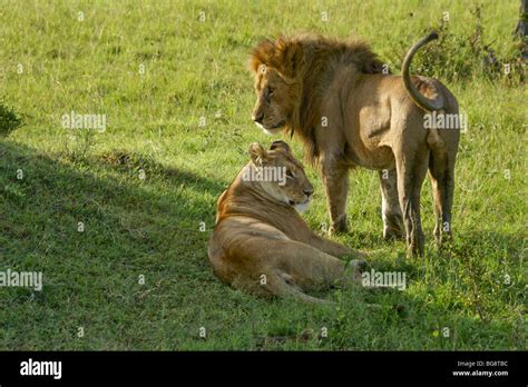 Mating Lion Hi Res Stock Photography And Images Alamy