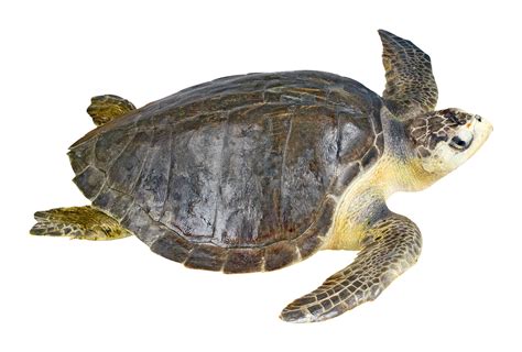 Olive Ridley Turtle Lepidochelys Olivacea