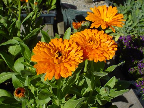 Calendula Officinalis