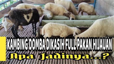 Kambing Domba Dikasih Full Pakan Hijauan Apa Jadinya Youtube