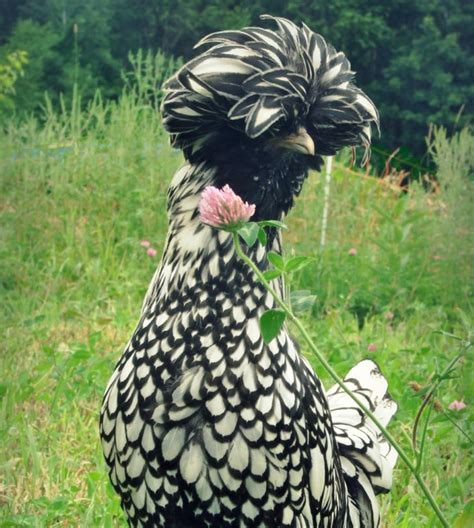 Silver Laced Polish Chicken Baby Chicks For Sale Cackle Hatchery