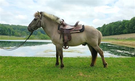 Tarpan Horse Breed Info & Facts