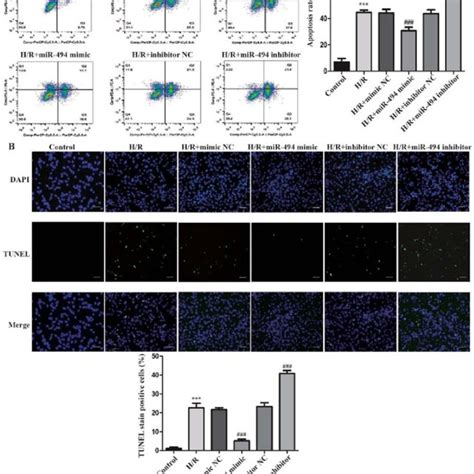 Mir 494 Regulates H9c2 Cell Apoptosis And Autophagy Following H R