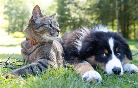 Cães e Gatos Como Cuidar e Poupar em Tempos de Crise