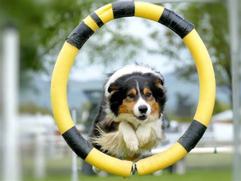 Agility Training - When Hounds Fly Dog Training