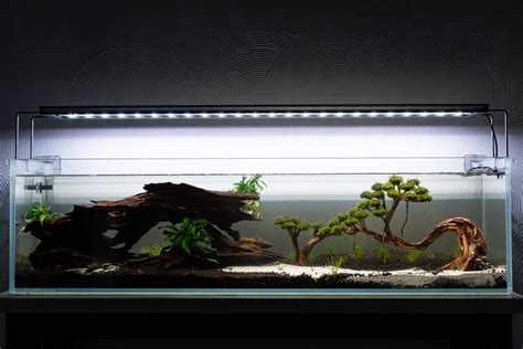 Can You Use Driftwood In Iwagumi Aquascape Setup? – Acuario Pets