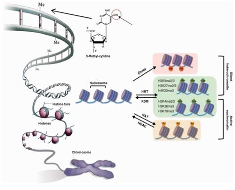 Genes Free Full Text From Genotype To Phenotype Through Chromatin