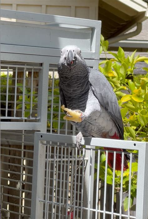 Photos From Rescue Unwanted And Abandoned Companion Birds Globalgiving