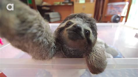 If Sloths Could Take Selfies Theyd Look Like This The Verge