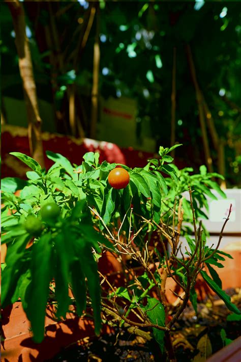 Jerusalem Cherry Solanum Pseudocapsicum George E Koronaios Flickr