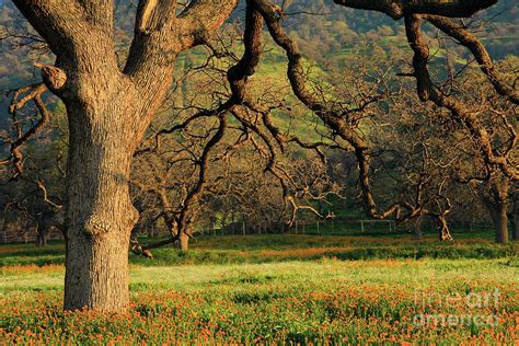 Majestic oak tree. Photograph by Robbin Siembieda - Pixels