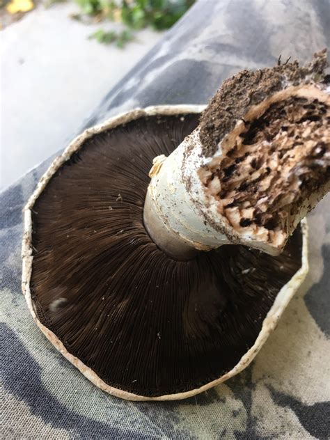 Hoping To Identify This Mushroom Found In The Mountains In Arizona