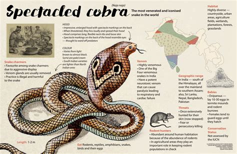 Spectacled Cobra: Facts, Diet, Threats | Roundglass | Sustain