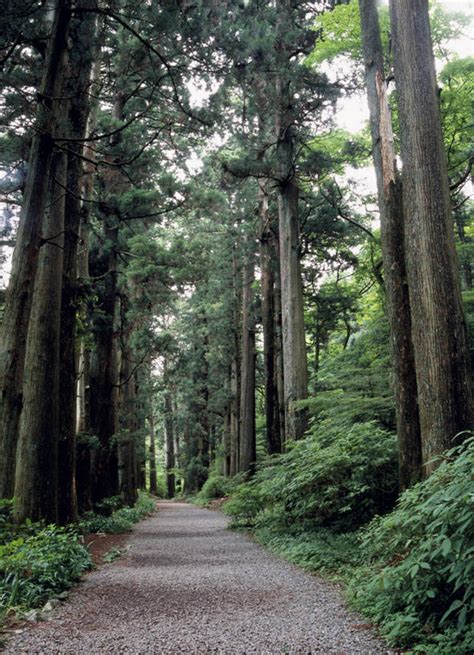 无人竖图室外白天正面消失点旅游度假美景森林树林植物道路路日本亚洲景观小路交通娱乐树树木绿色自然