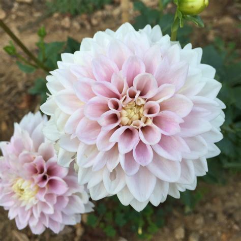 Dahlias 101 A Beginners Growing Guide — The Barn Of Chapel Hill At