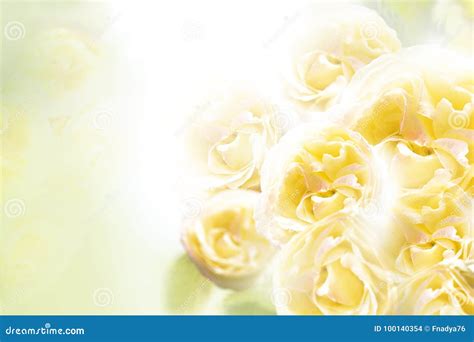 A Bouquet of Yellow Roses on a White Background. Floral Background ...