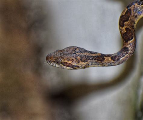 Leptodeira Annulata Or Cat Eyed Snake Or False Mapepire Stock Image