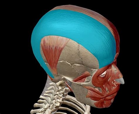 Anatomy Ii Head Face Neck Flashcards Quizlet