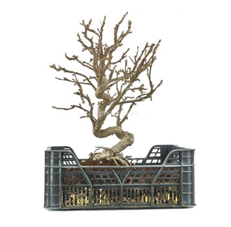 Malus Sp Zp B Ans Pommier Prebonsa Mistral Bonsai