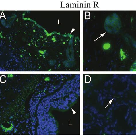 Immuno Fluorescent Staining For Laminin R One Of The Potential AAV8