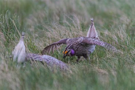 Feathers on Friday - Sharp-tailed Grouse Lek - Bird Boy