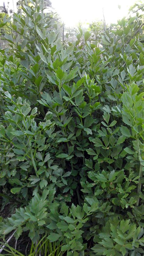 Levisticum officinale – Secret Garden Growers