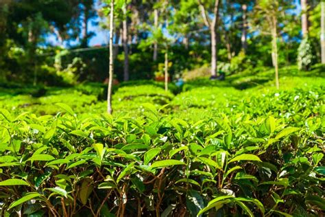 Tea Plantation Nature Background Landscape Stock Photo - Image of ...