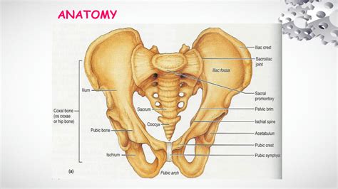 Solution Pelvic Girdle And Proximal Femur Studypool