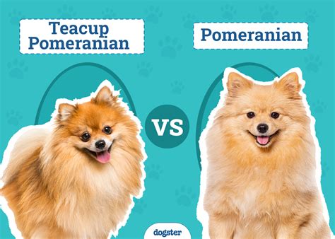 Teacup Pomeranian vs. Pomeranian: The Differences (With Pictures) – Dogster