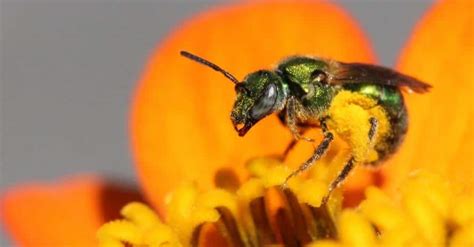 How To Get Rid Of Sweat Bees Easy Control And Prevention Guide