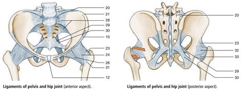 Hip joint ligaments (Lab 5, W23) Diagram | Quizlet