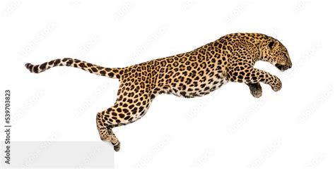 Side view of a spotted leopard leaping, panthera pardus, isolated on ...