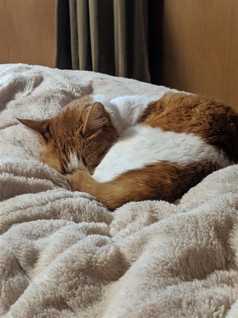 Heart Murmur in Munchkin Cats.. My Baby was recently diagnosed with a