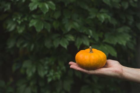 Preserve Carved Pumpkins With Vinegar And 5 More Ways To Recycle