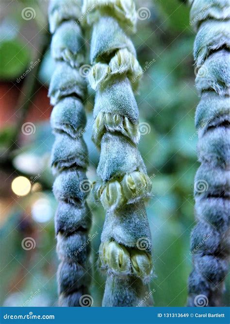 A Garrya Elliptica Bush, Also Known As A Silk Tassel Bush Stock Image