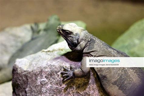 Chuckwalla Sauromalus Obesus Im Tropen Aquarium Des Tierparks