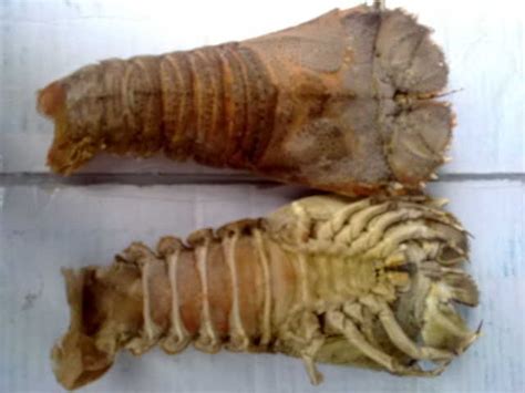 Frozen Slipper Lobster,South Africa price supplier - 21food